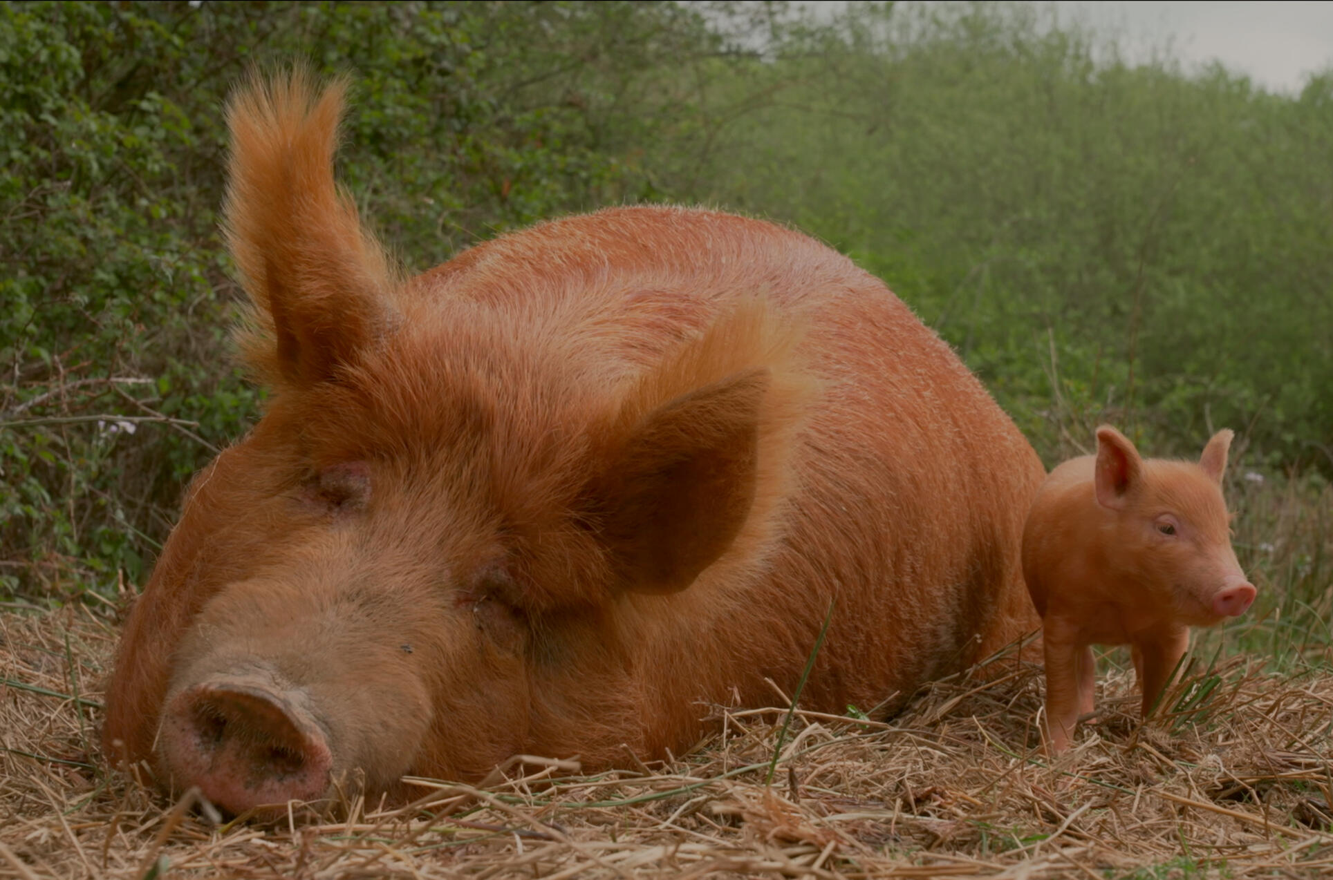 CARBON PIGS NFTS Science & Natural History Director & Producer: Jackson Stein ┈┈┈┈┈ Dialogue Editing, Foley Editing, Sound Design, Re-Recording Mixing Go to Link